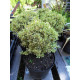 Isopuksipuu 'Elegans' (Buxus sempervirens 'Elegans') 